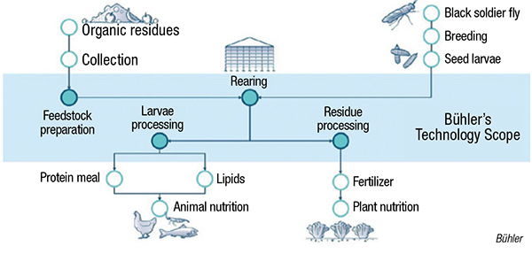 insect proteins