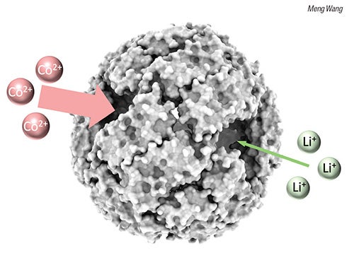 protein nanocages