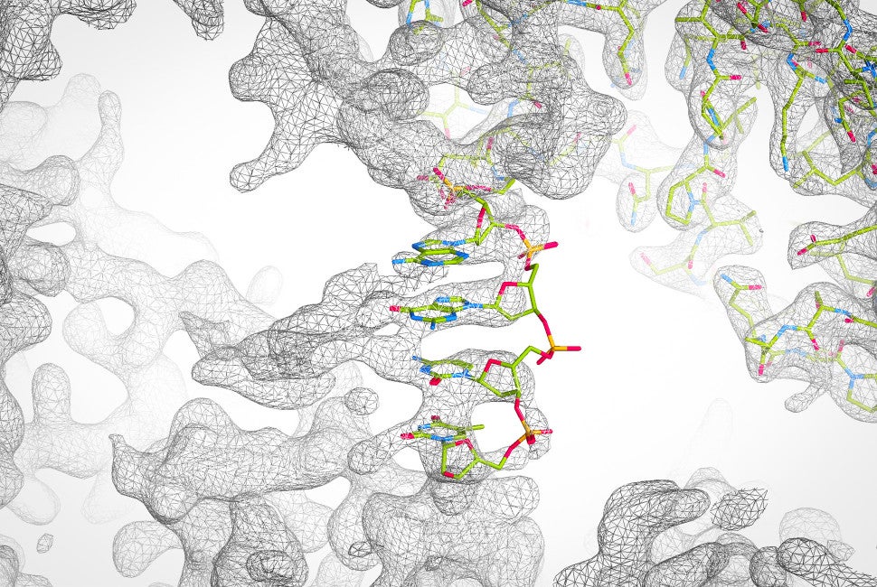 In the new study, Chad Mirkin’s team attached short DNA strands to each protein. Then, DNA pulled neighboring proteins together, assembling them into precisely designed crystals. The team also varied key design features — such as DNA strand length and placement — to determine how each variable affected crystal formation. Finally, they used X-ray crystallography to examine the resulting crystals. Image courtesy of the Mirkin Research Group